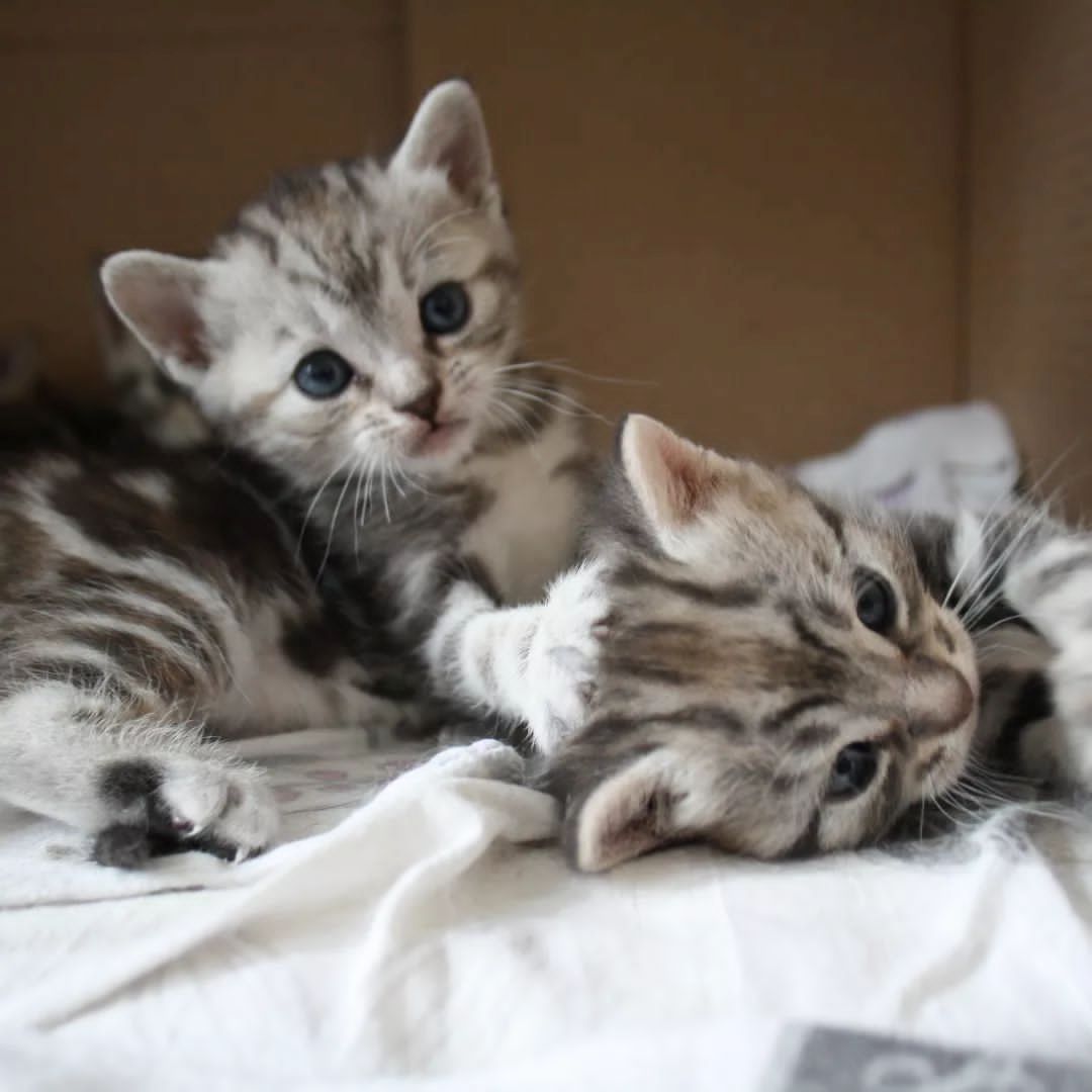 Europäische Kurzhaarkätzchen