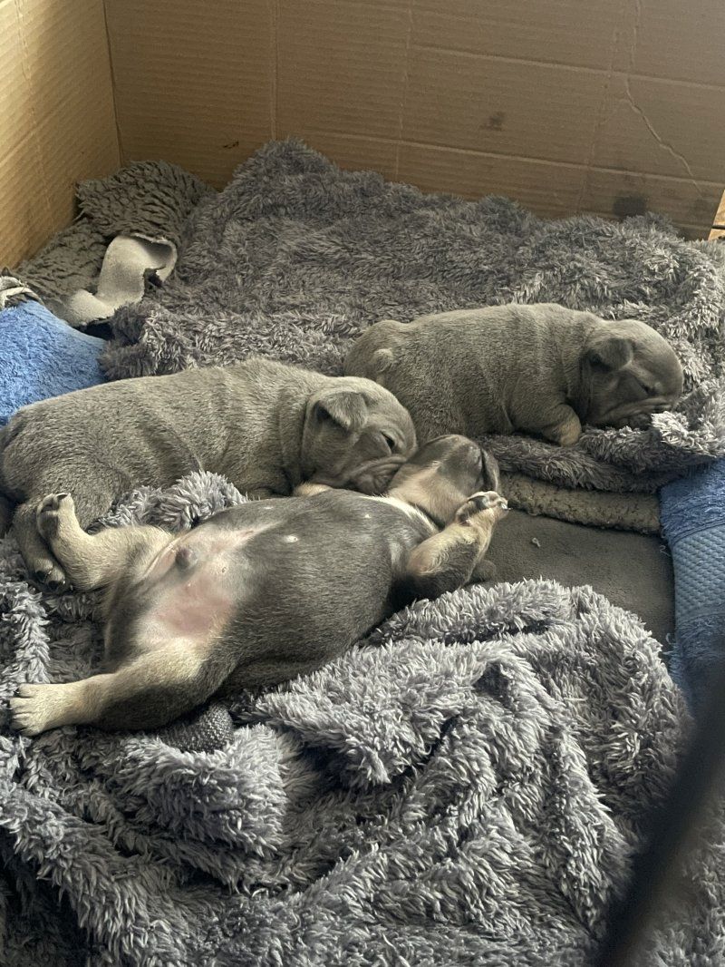 Blaue Französische Bulldoggenwelpen zu verkaufen