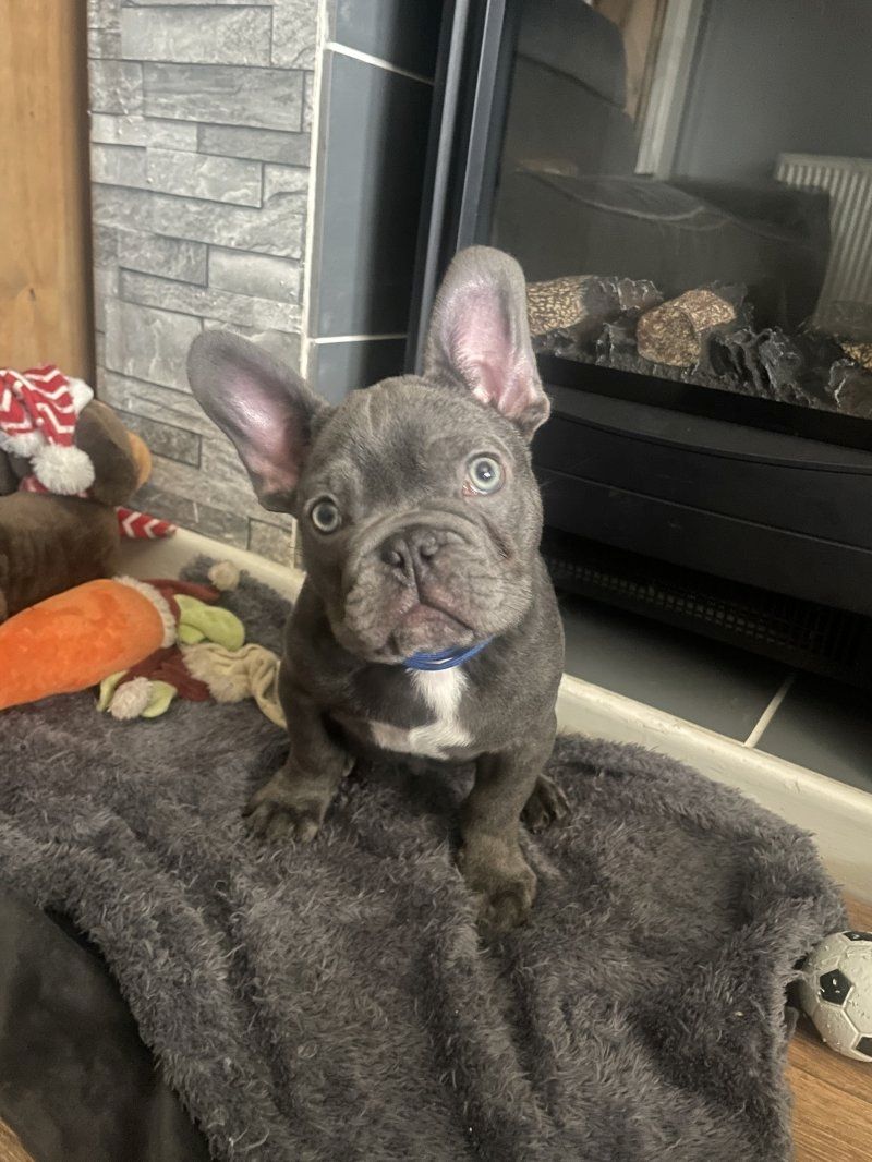 Blaue Französische Bulldoggenwelpen zu verkaufen