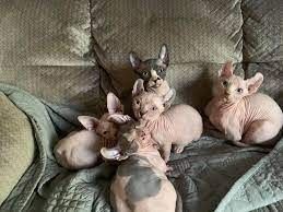 Sphynx-Kätzchen zu verkaufen