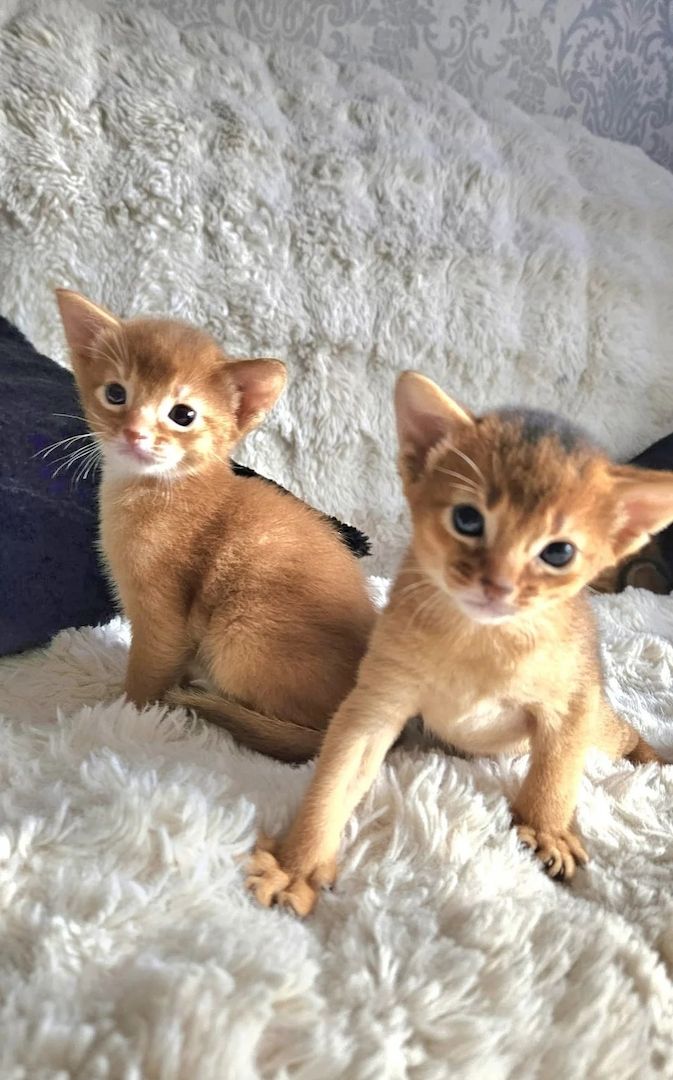 Wunderschöne Abessinier-Kätzchen