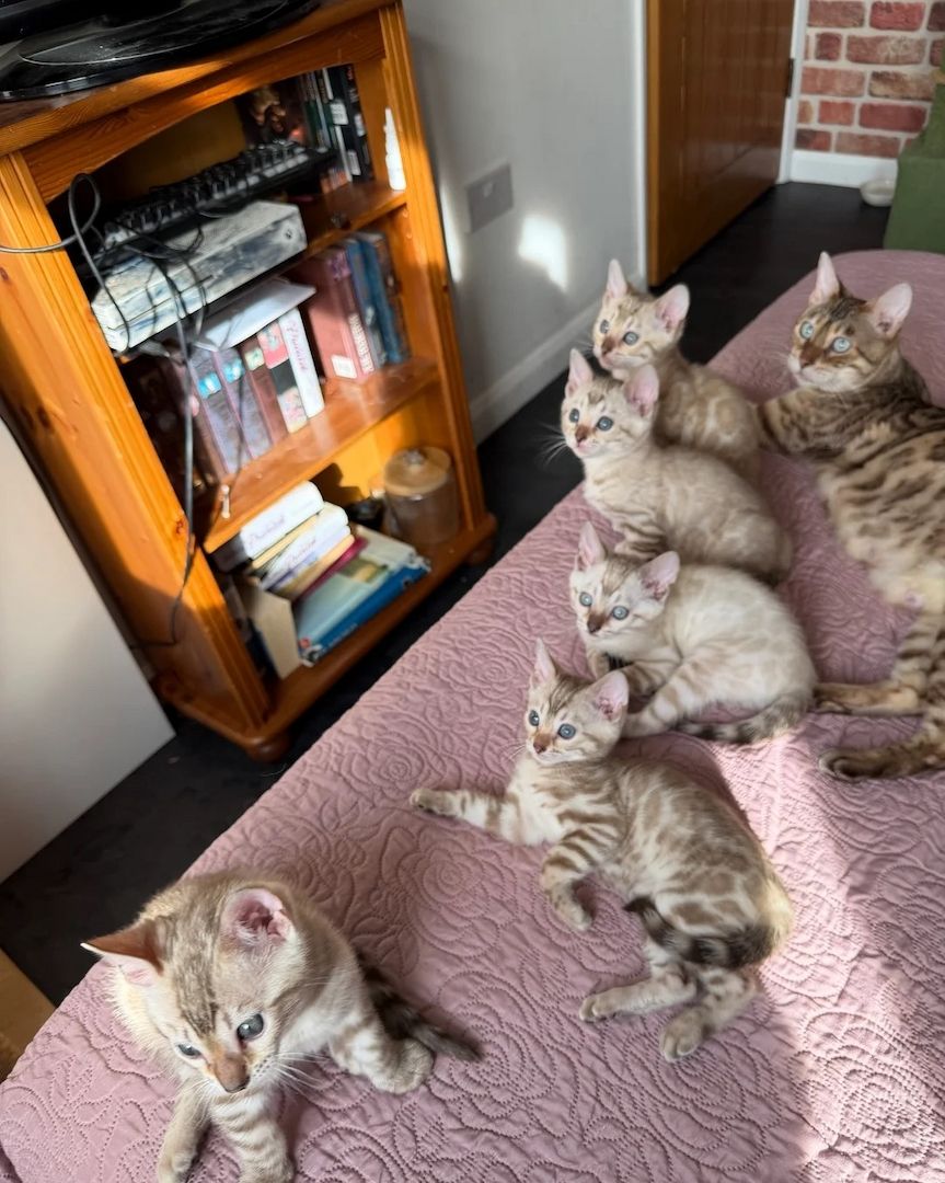 Entzückende Albino-Bengal-Kätzchen,🏆