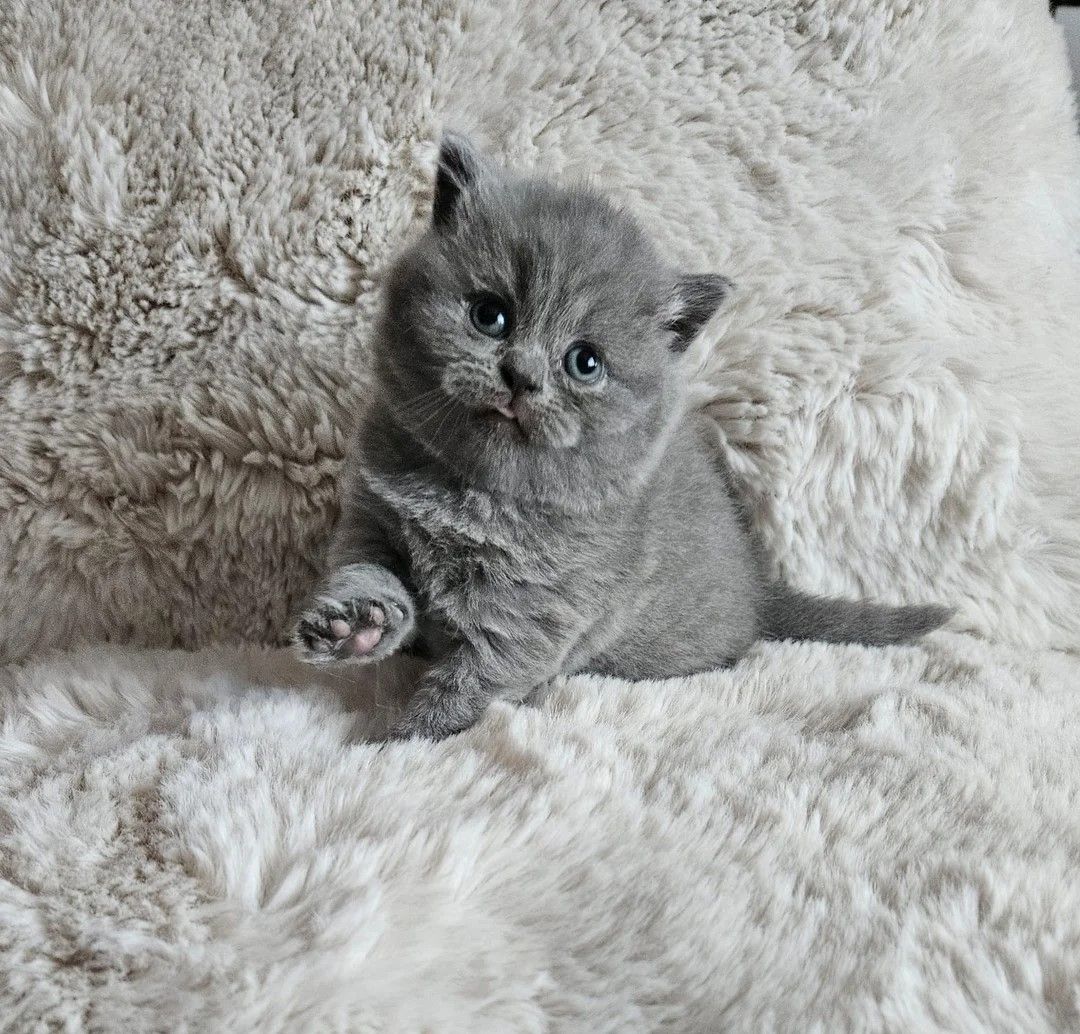 Wunderschöne Britisch Kurzhaar-Kätzchen