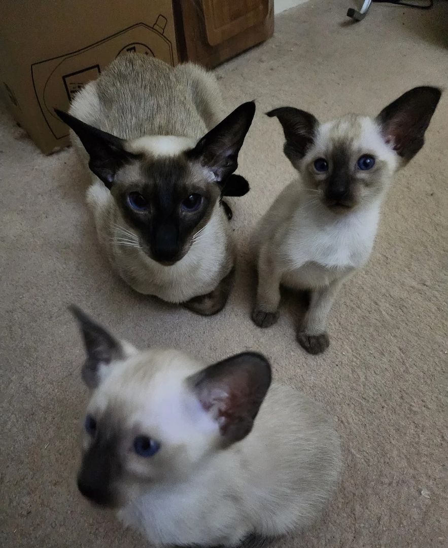 Bezaubernde Siamkätzchen ab sofort abgabebereit