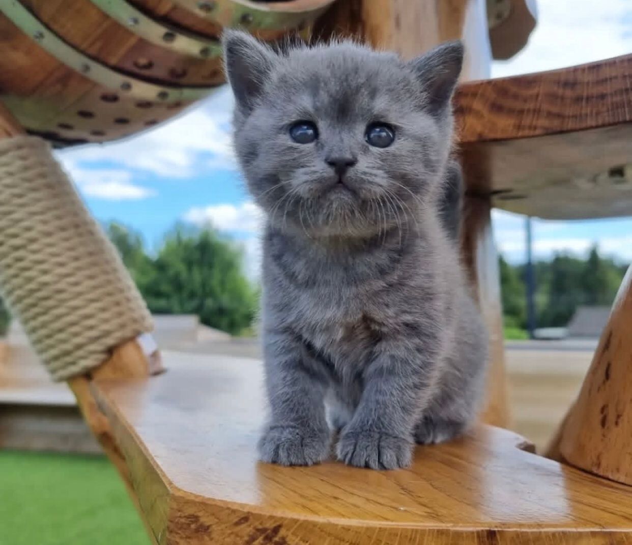 Graue Britisch Kurzhaar Katze