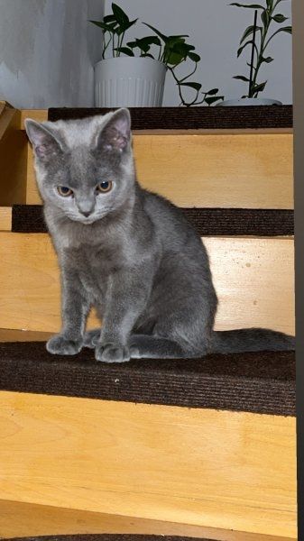 Britisch Kurzhaar (männlich und weiblich) gesucht