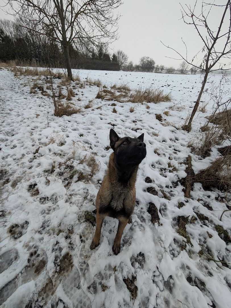 Malinois Rüde