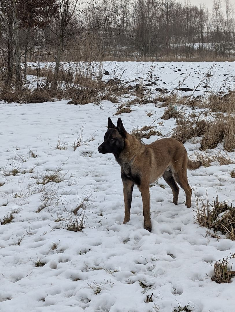 Malinois Rüde