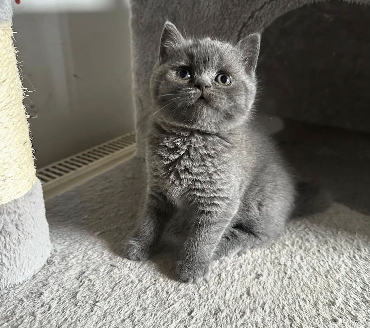 Britisch Kurzhaar (Gery)