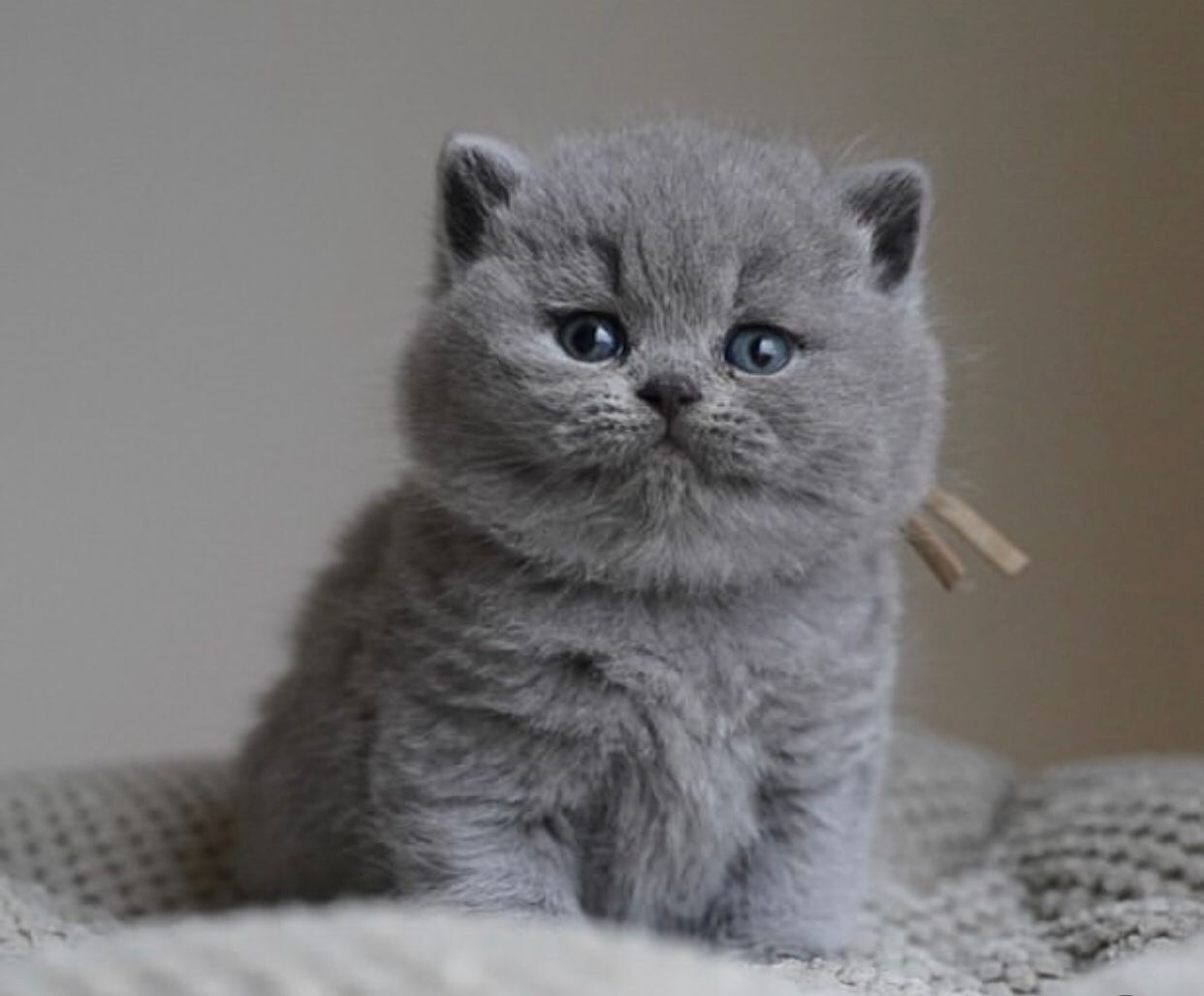 Britisch Kurzhaar Katzen abzugeben