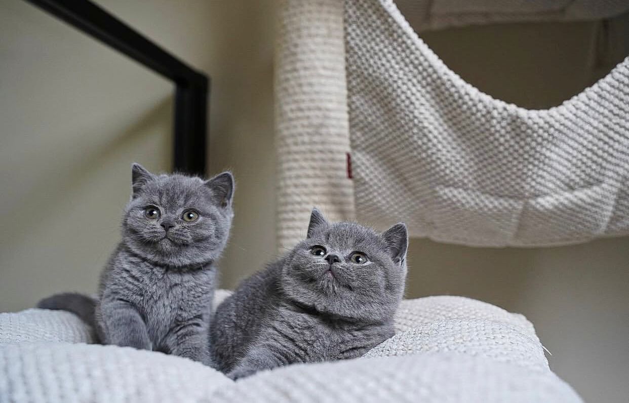 Britisch Kurzhaar Katzen abzugeben