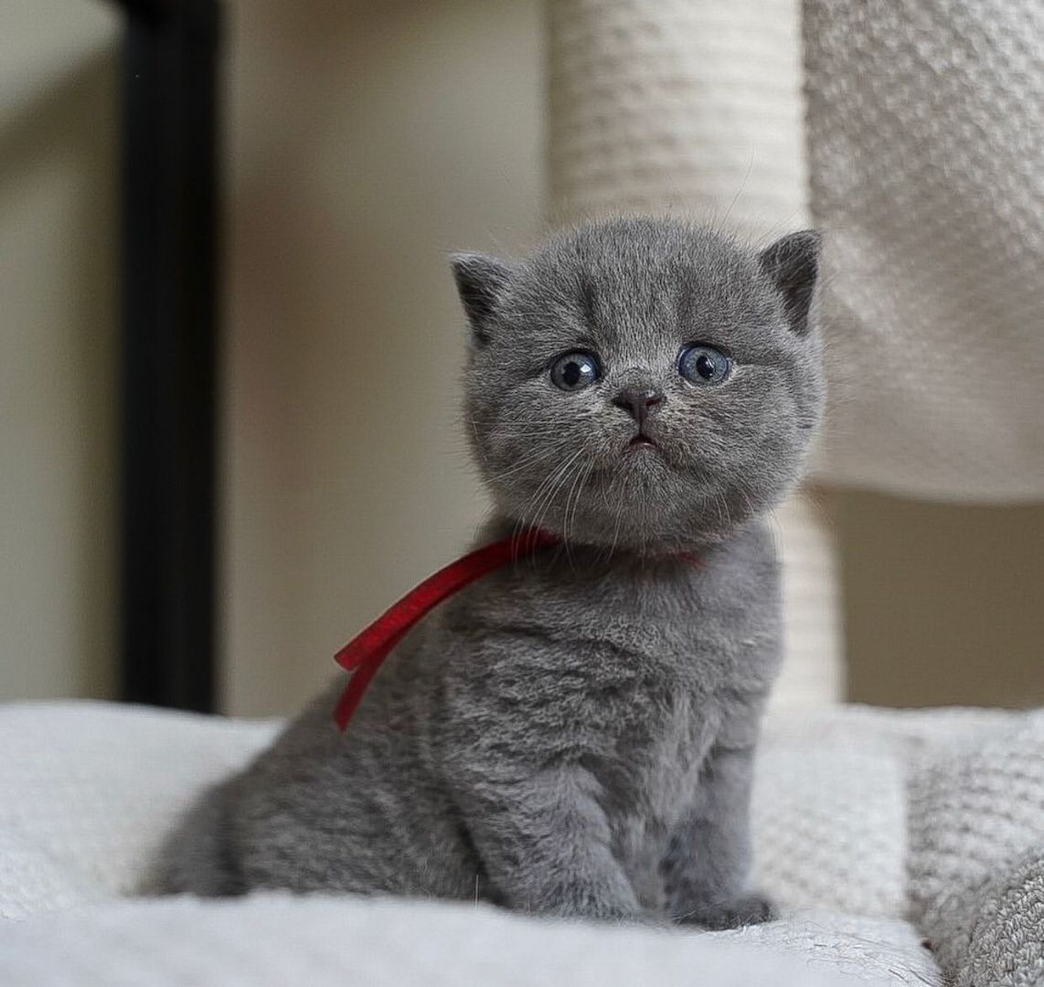 Blaue Kurzhaarkätzchen zu verkaufen