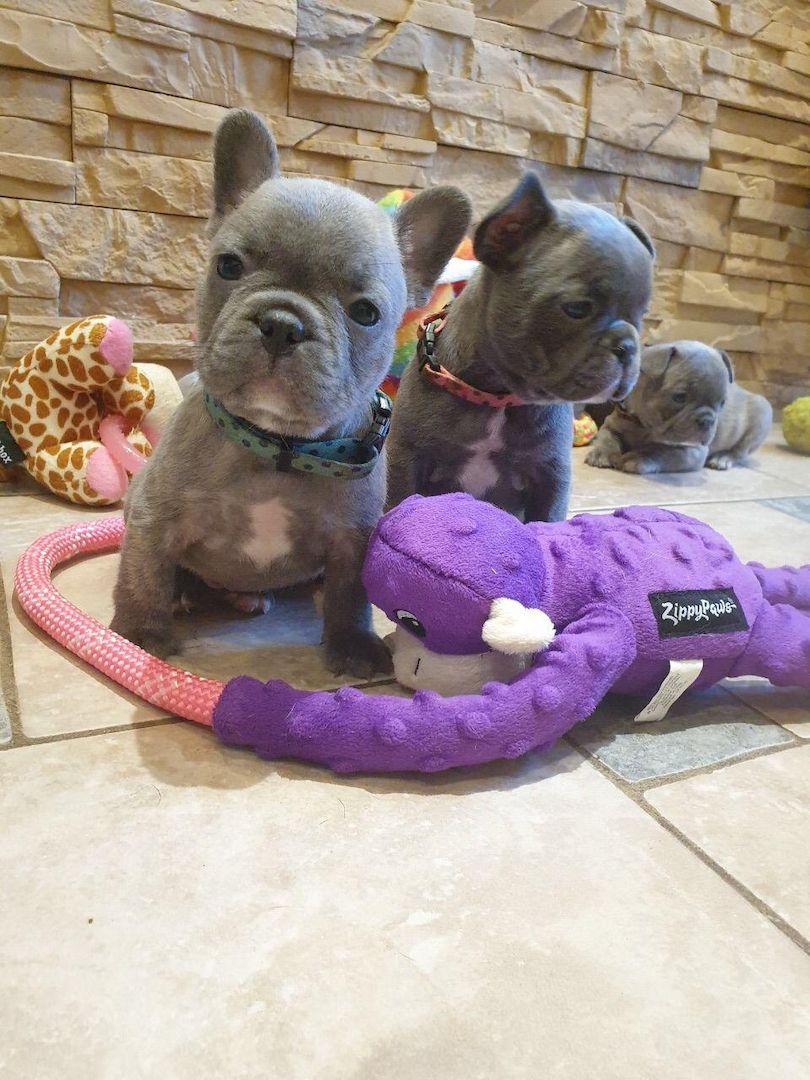 Französische Bulldoggenwelpen (mit Ahnentafel)