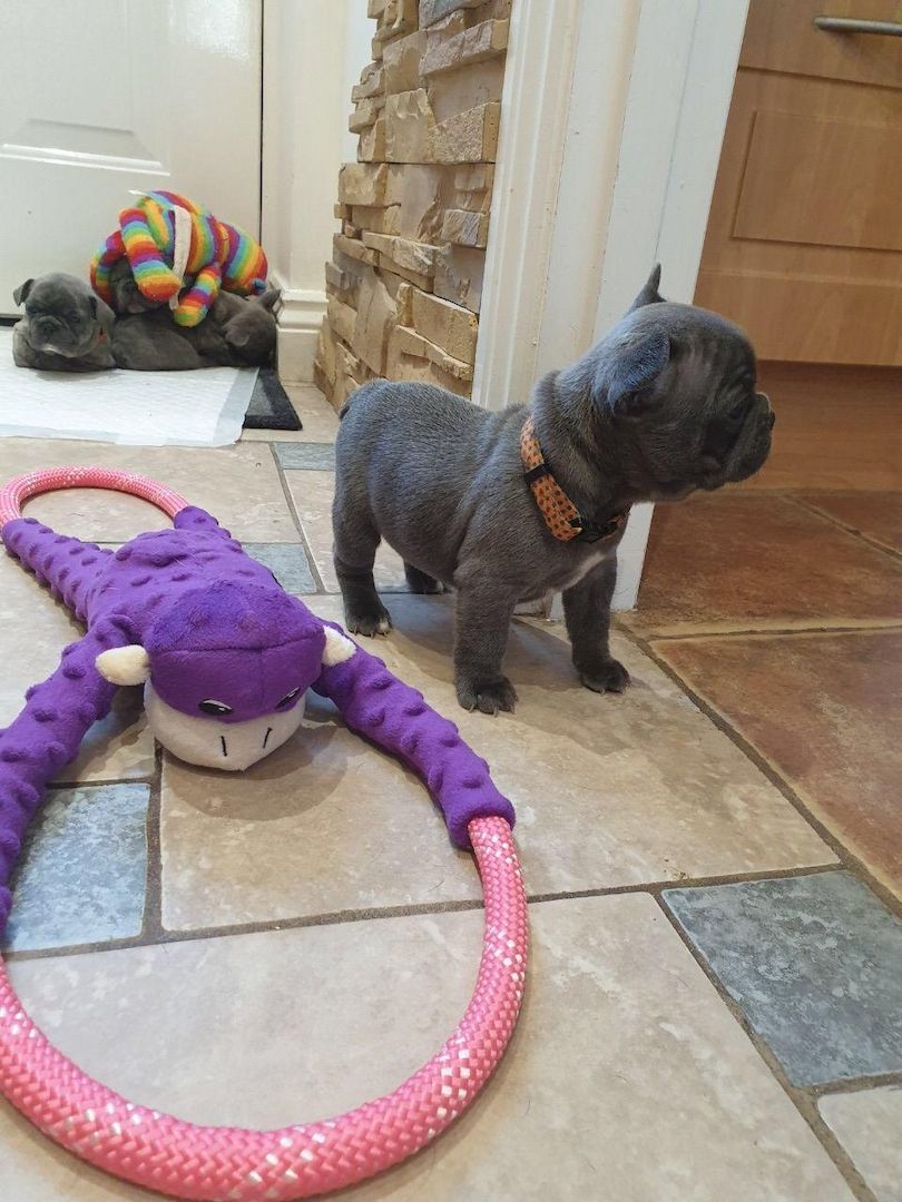 Französische Bulldoggenwelpen (mit Ahnentafel)