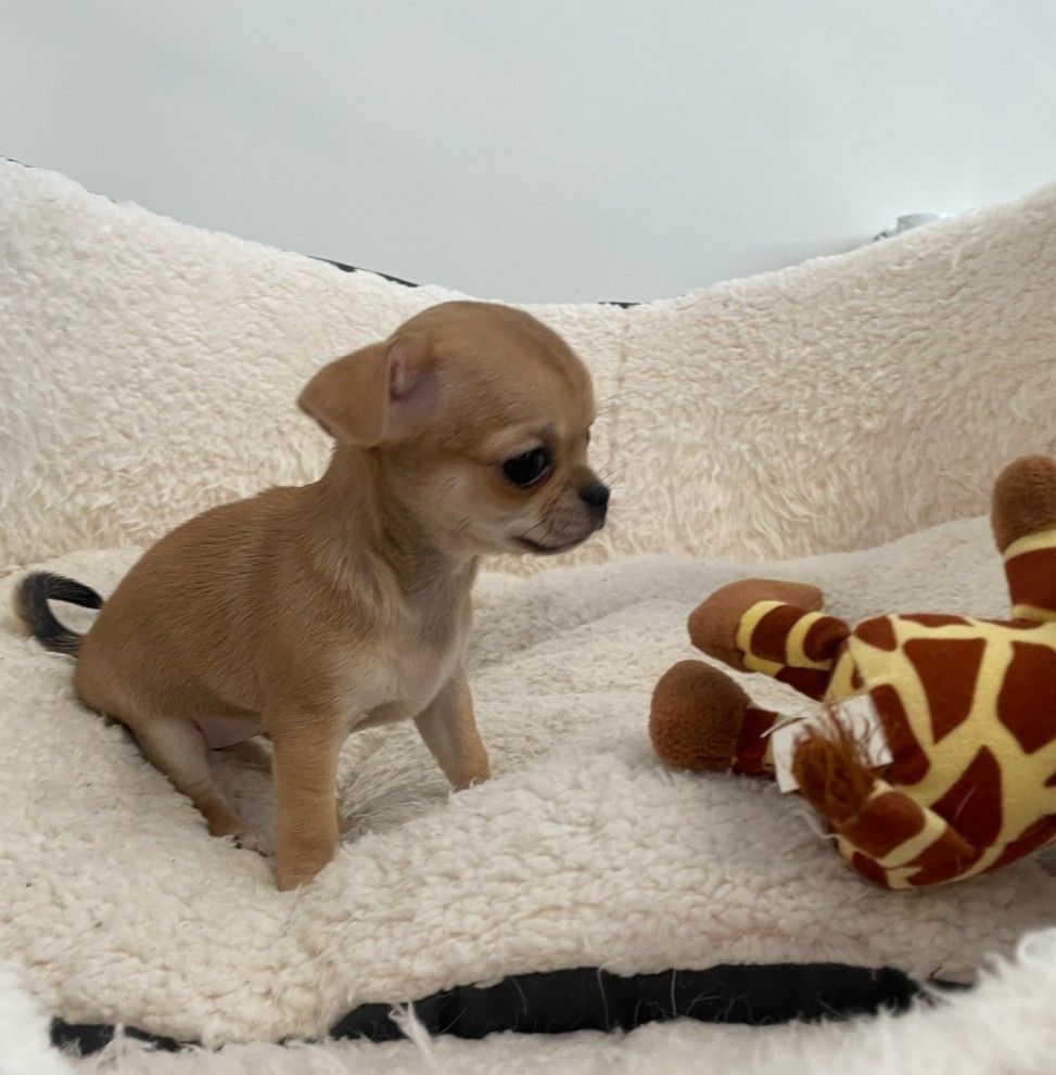 Chihuahua-Welpen zu verkaufen