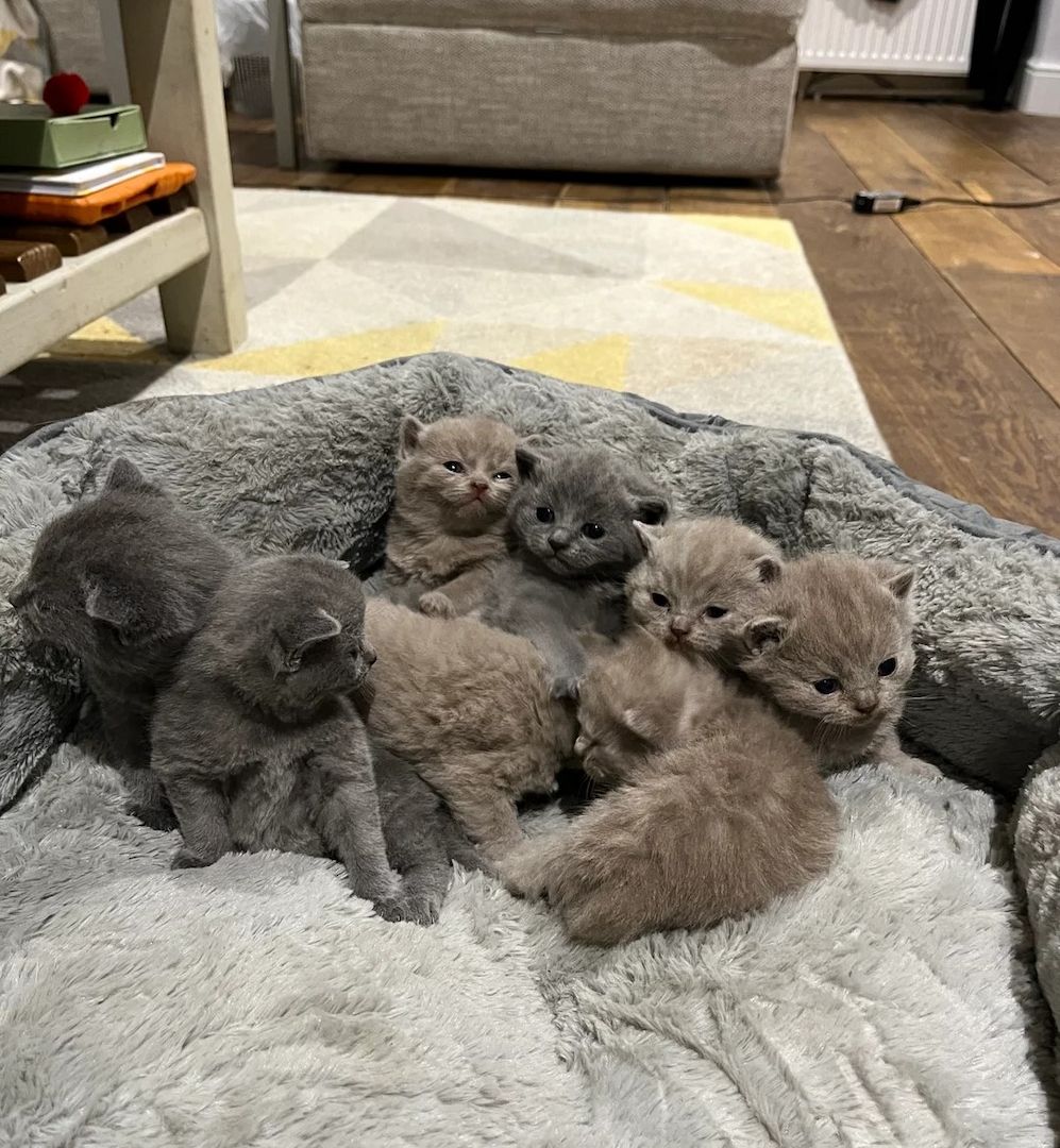 wunderschöne Britisch Kurzhaar