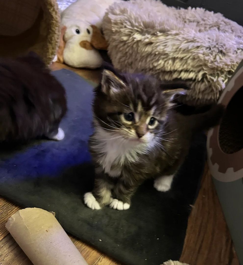 wunderschöne Wurf Maine-Coon-Kätzchen