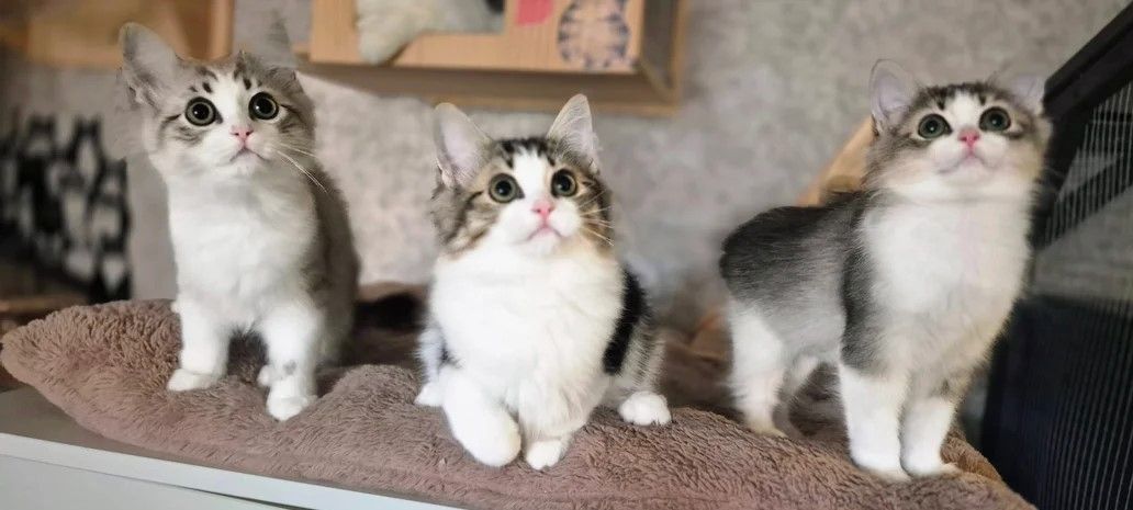 Munchkin-Kätzchen sind einfach bezaubernd