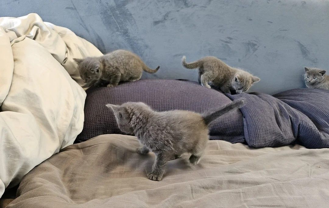 Russisch Blau Kätzchen zu verkaufen