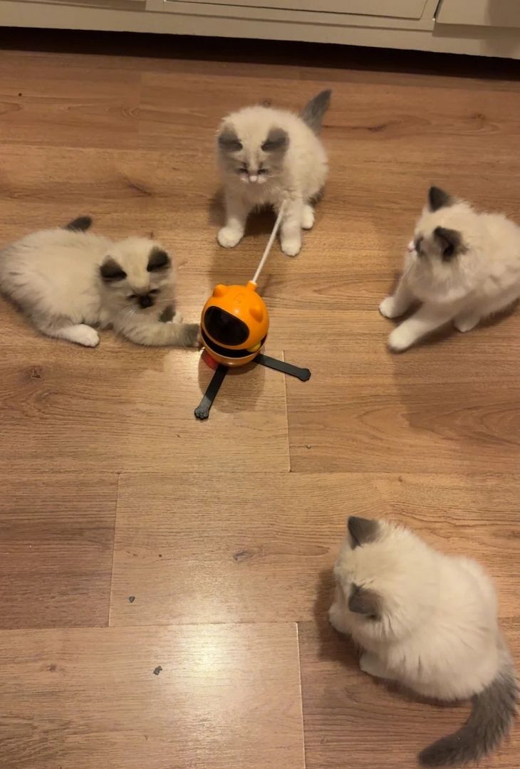 Reinrassige Ragdoll-Kätzchen