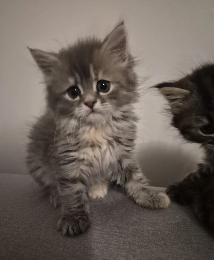 5 wunderschöne Sibirische Kätzchen