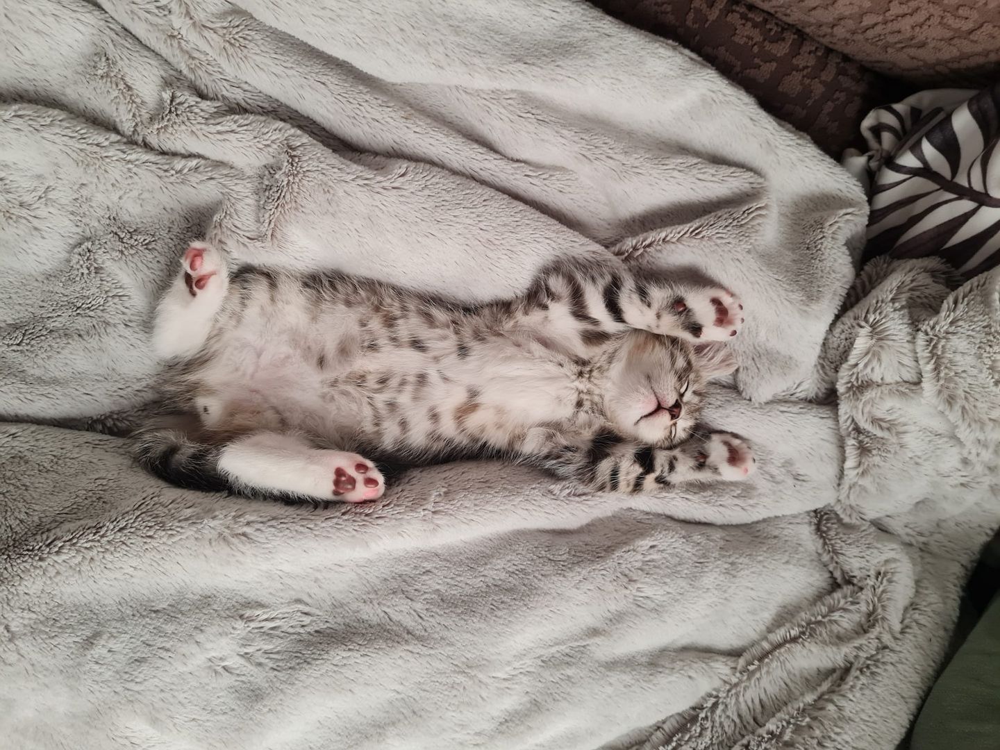 Maine Coon x Britisch Kurzhaar Traumkätzchen zu verkaufen