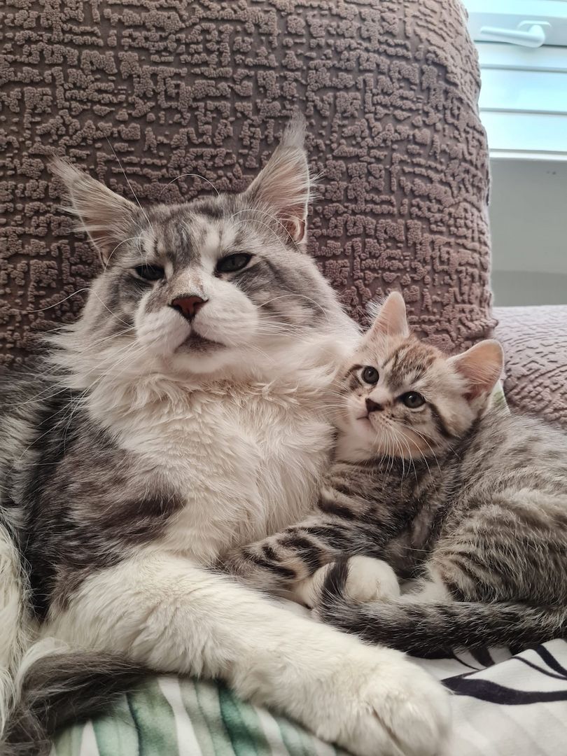 Maine Coon x Britisch Kurzhaar Traumkätzchen zu verkaufen