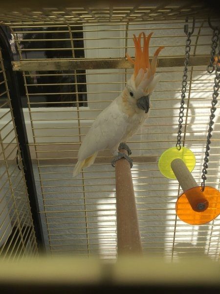 Niedliche Papageien zu verkaufen: Graupapageien, Aras und Kakadus.