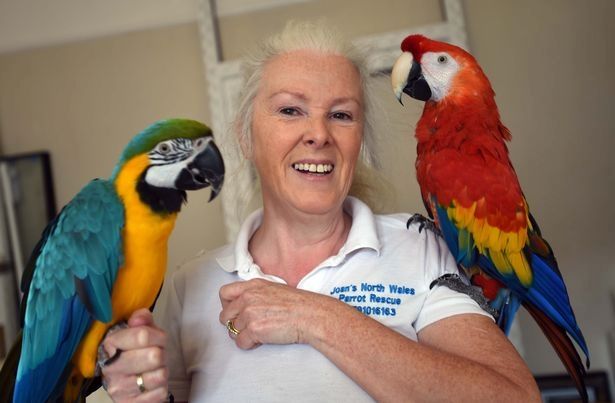 Niedliche Papageien zu verkaufen: Graupapageien, Aras und Kakadus.