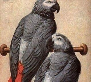 Niedliche Papageien zu verkaufen: Graupapageien, Aras und Kakadus.