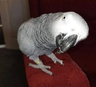 Niedliche Papageien zu verkaufen: Graupapageien, Aras und Kakadus.