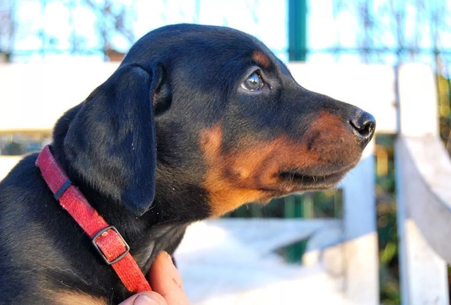 Zauberhafte Dobermann-Welpen suchen ihr Traumzuhause