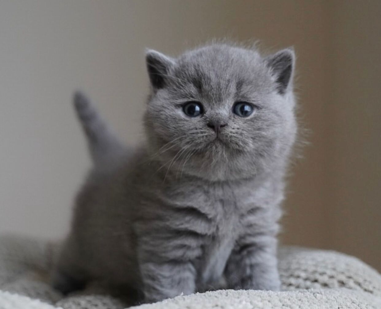 Wunderschöne Kurzhaarkätzchen zu verkaufen