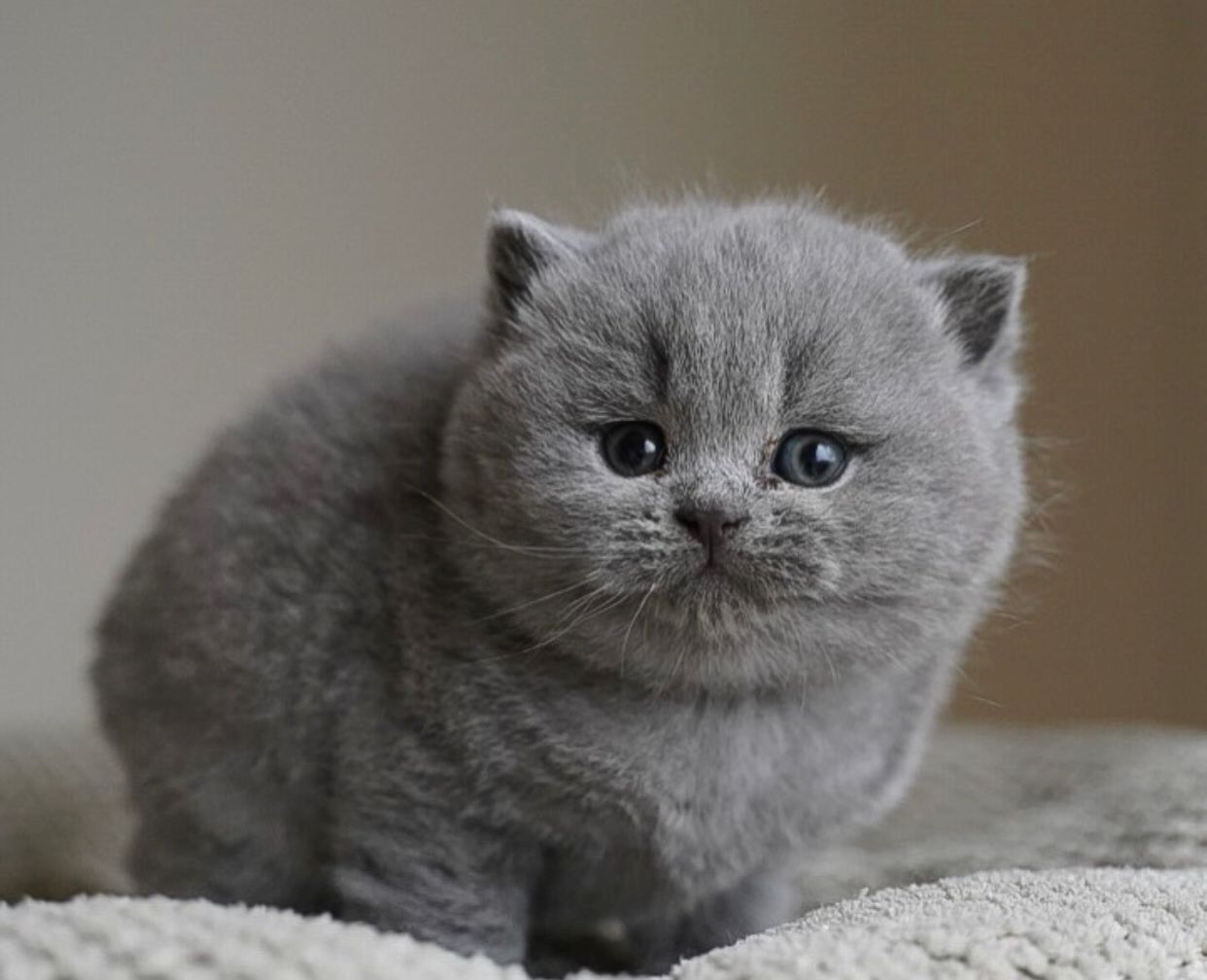 Wunderschöne Kurzhaarkätzchen zu verkaufen