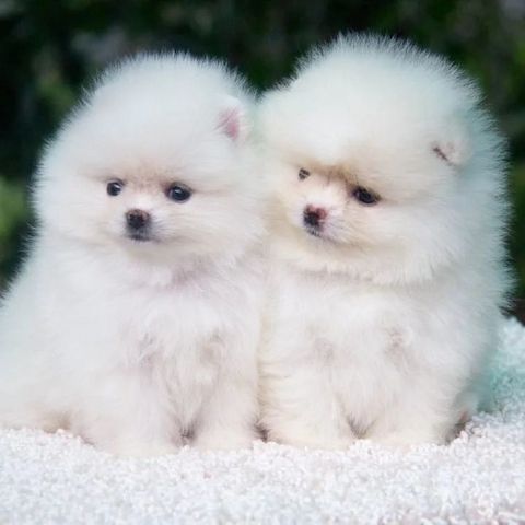 Pomeranian Welpen