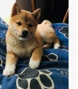 Shiba Inu Welpen