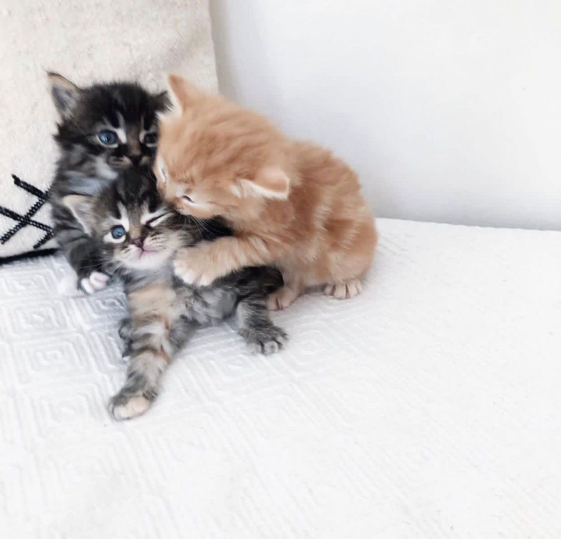 Norwegische Waldkatzen-Kätzchen