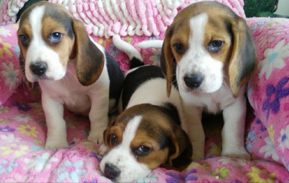 Männliche und weibliche Beagle
