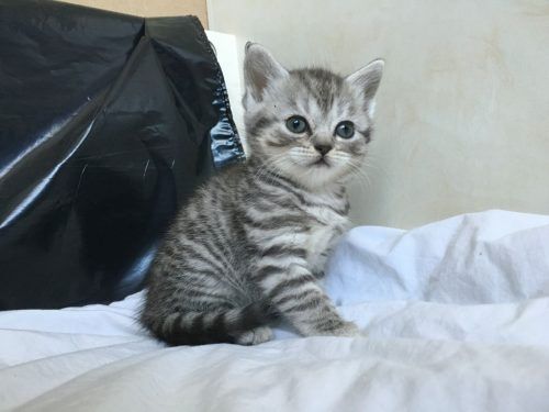 Scotian Fold Kätzchen