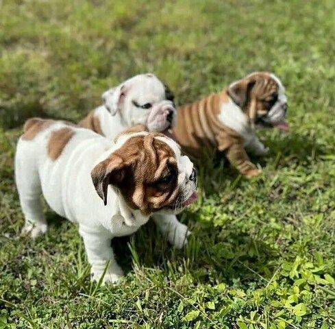 English Bulldog Welpen