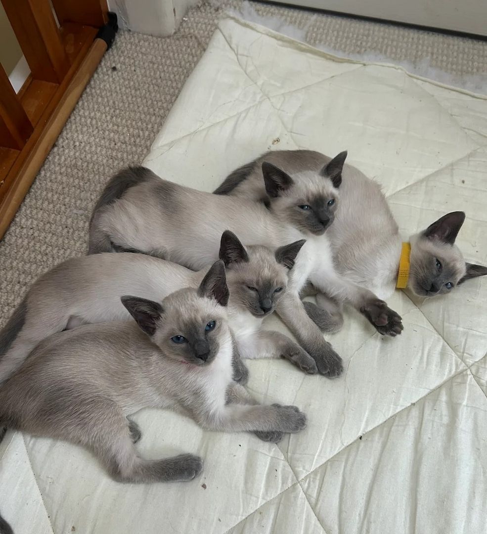 Siamkätzchen (männlich und weiblich)