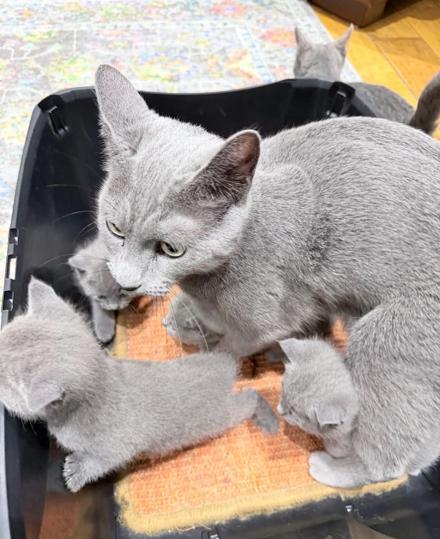 reinrassiger Russisch Blau Katzen