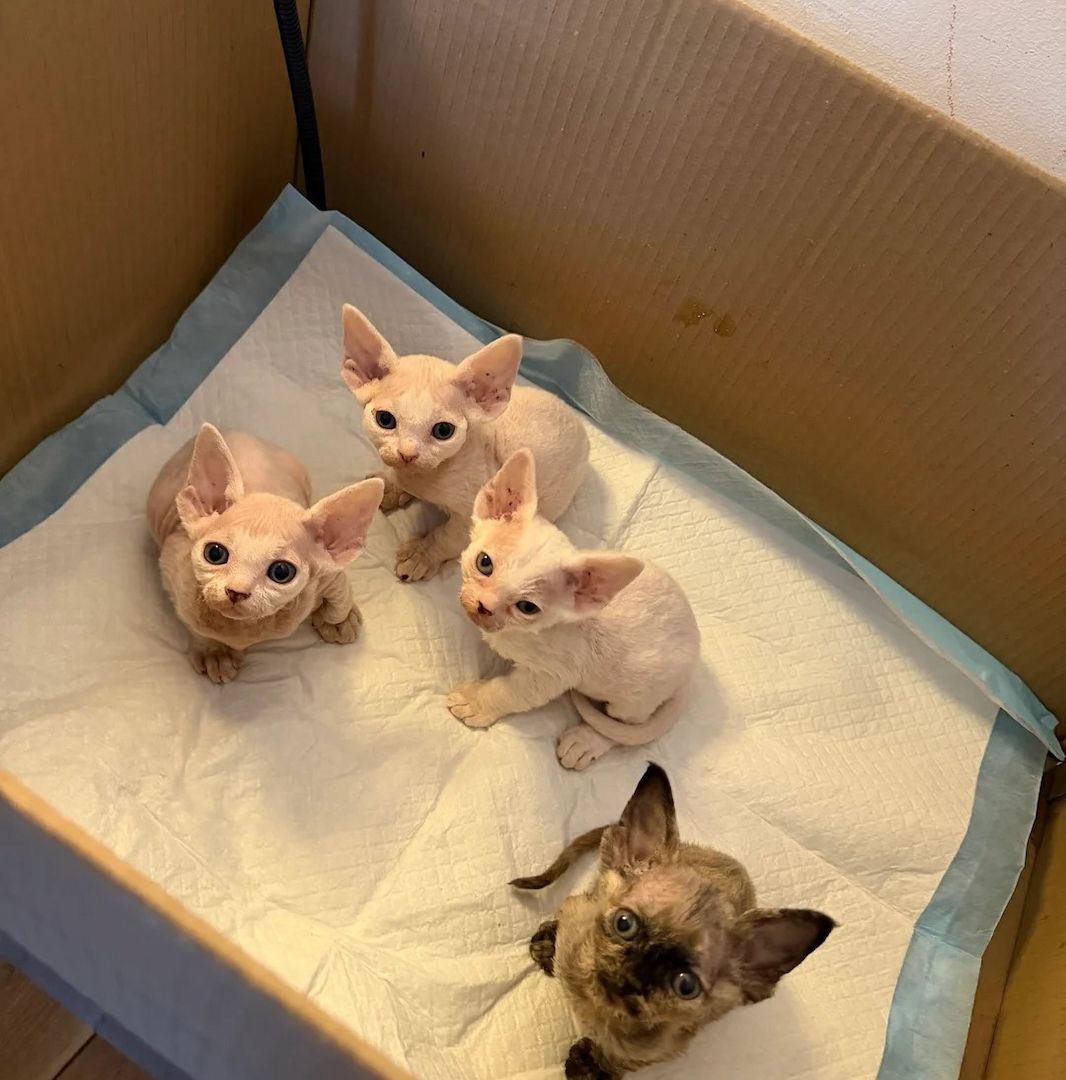 Devon Rex-Kätzchen zu verkaufen