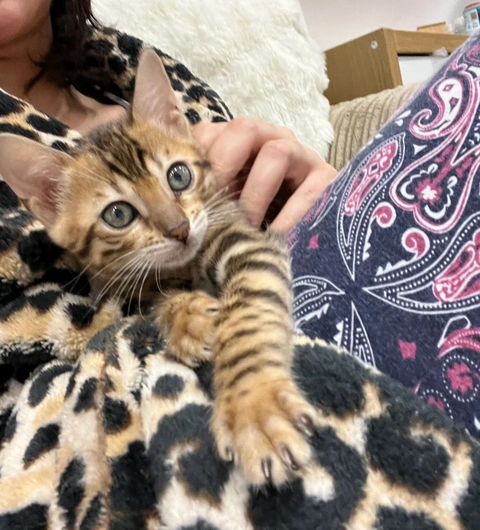 Bengalkätzchen (männlich und weiblich)