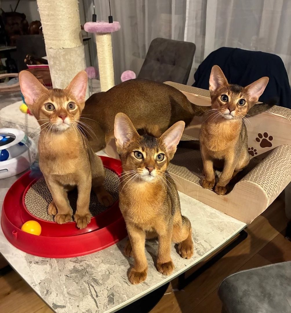 Abessinierkätzchen suchen ein Zuhause für immer