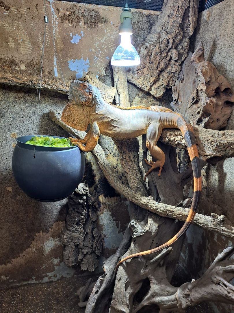 Grüner Leguan weiblich