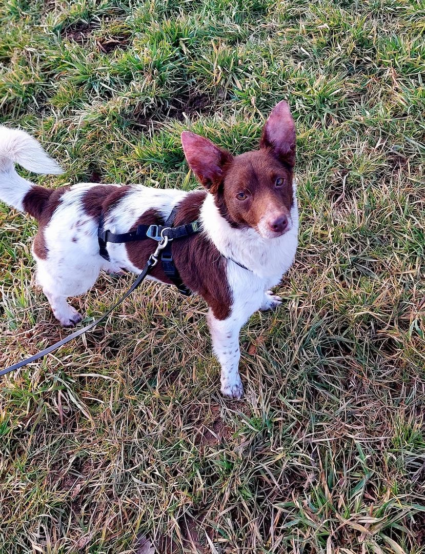 Traumhündin Cleo - sensible Begleiterin sucht Herzensplatz