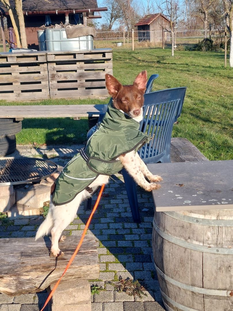 Traumhündin Cleo - sensible Begleiterin sucht Herzensplatz