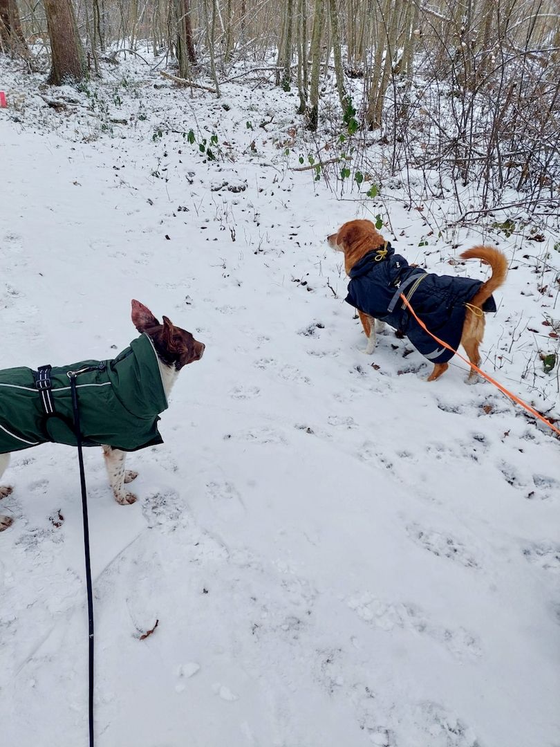 Traumhündin Cleo - sensible Begleiterin sucht Herzensplatz