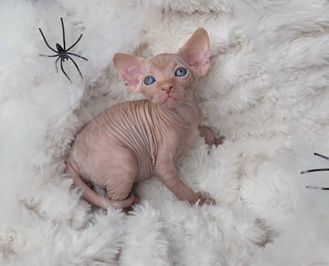 2 Sphynx-Kätzchen zu verkaufen